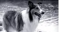 Lassie