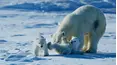 Wild Canada