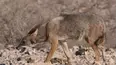 Wild Dogs