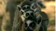 The Life of Mammals