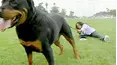 Dog Whisperer
