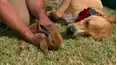 Dog Whisperer