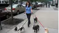 Dog Whisperer