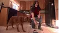 Dog Whisperer