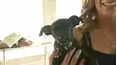 Dog Whisperer