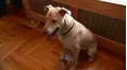 Dog Whisperer