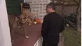 Dog Whisperer