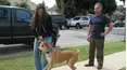 Dog Whisperer