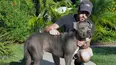 Dog Whisperer