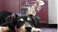 Dog Whisperer