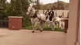 Platinum Weddings