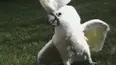 Funniest Pets & People
