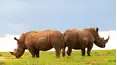 Ol Pejeta Diaries