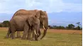 Ol Pejeta Diaries