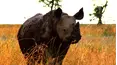 Ol Pejeta Diaries