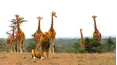 Ol Pejeta Diaries