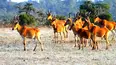 Ol Pejeta Diaries