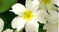 Gardeners' World