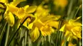 Gardeners' World