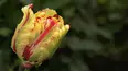 Gardeners' World