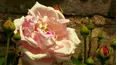Gardeners' World