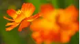 Gardeners' World