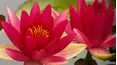 Gardeners' World