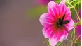 Gardeners' World