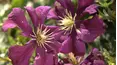Gardeners' World