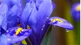 Gardeners' World