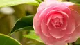 Gardeners' World