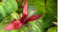 Gardeners' World