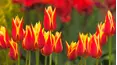 Gardeners' World