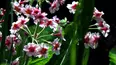 Gardeners' World