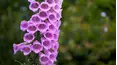 Gardeners' World