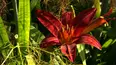 Gardeners' World