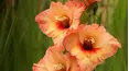 Gardeners' World
