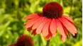 Gardeners' World
