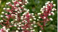 Gardeners' World