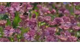 Gardeners' World