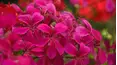 Gardeners' World