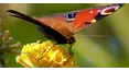 Gardeners' World
