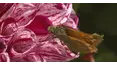 Gardeners' World