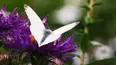 Gardeners' World