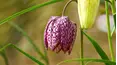 Gardeners' World