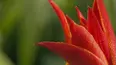 Gardeners' World