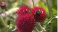 Gardeners' World