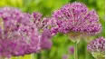 Gardeners' World