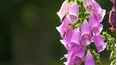 Gardeners' World