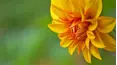 Gardeners' World